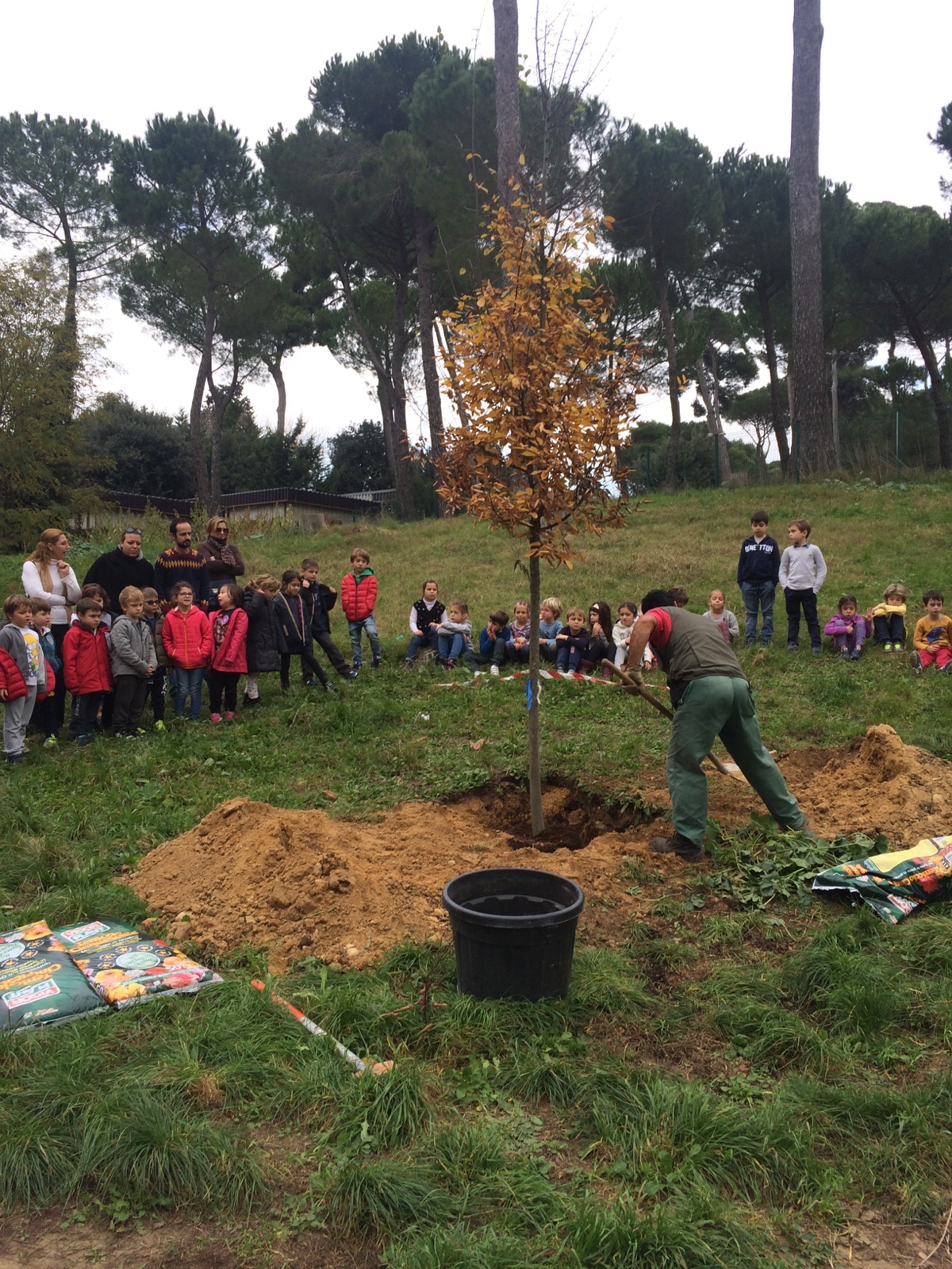 PER FARE UN ALBERO