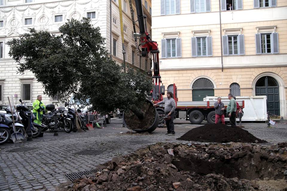 RESTITUITO L’ALBERO SIMBOLO A PIAZZA DELLA QUERCIA