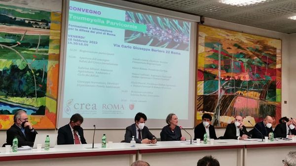 GIORNATA DI INFORMAZIONE SULLA TOUMEYELLA DEI PINI