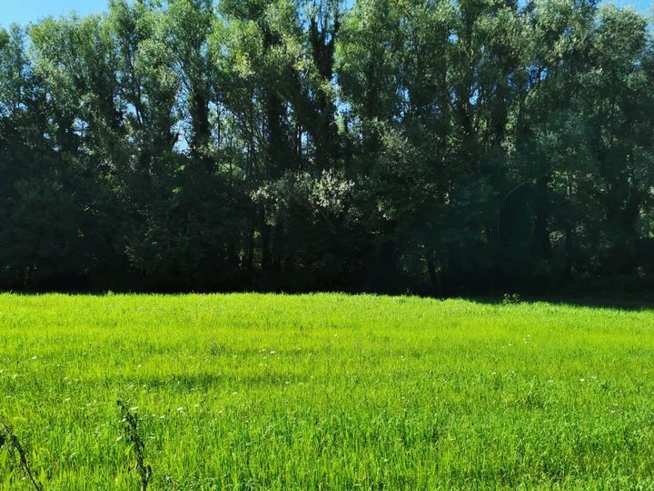 DECENTRAMENTO AI MUNICIPI E CURA DEL PATRIMONIO VERDE CITTADINO