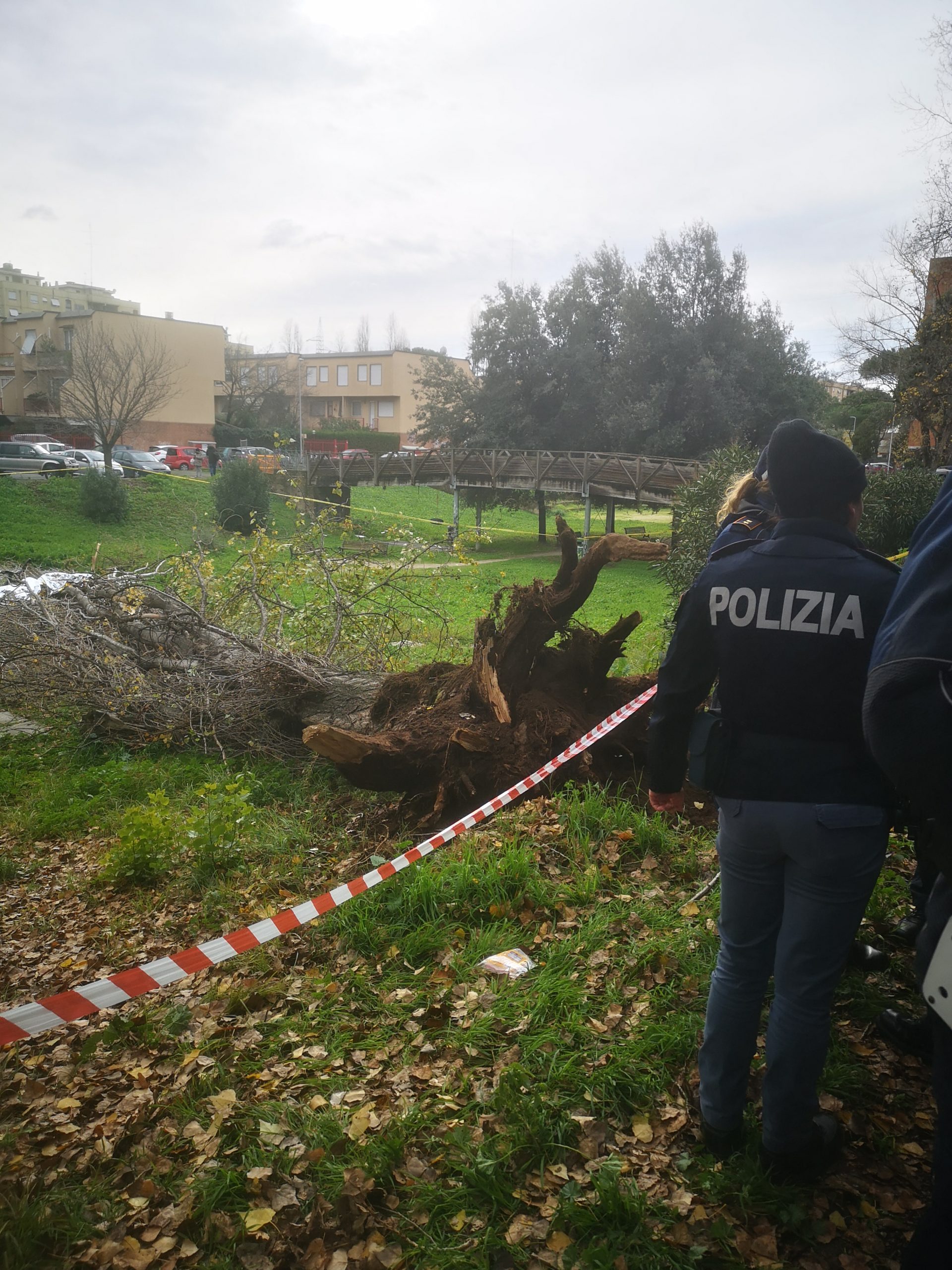 CADE UN ALBERO A COLLI ANIENE. VITTIMA UNA DONNA