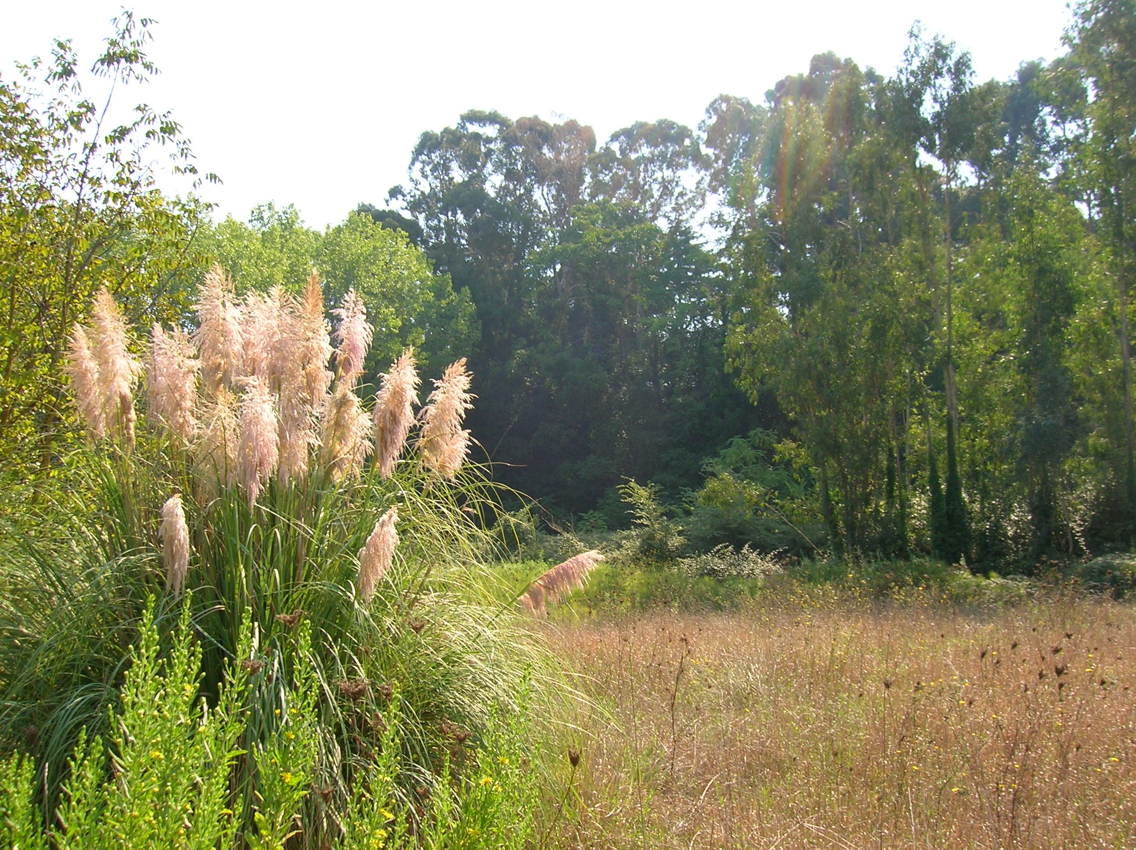 PARCO DELLA CELLULOSA VERSO LA RINASCITA