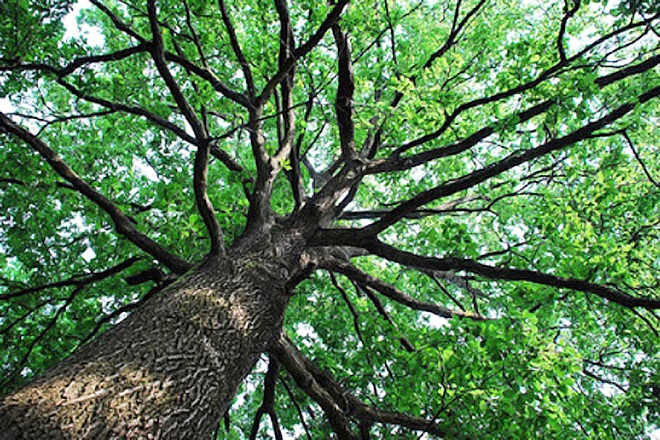 LA CURA DEGLI ALBERI DI ROMA, CONVEGNO DI FORMAZIONE E INFORMAZIONE ALLA CITTADINANZA