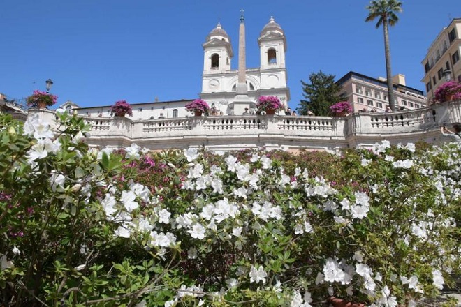 TORNANO LE AZALEE A PIAZZA DI SPAGNA