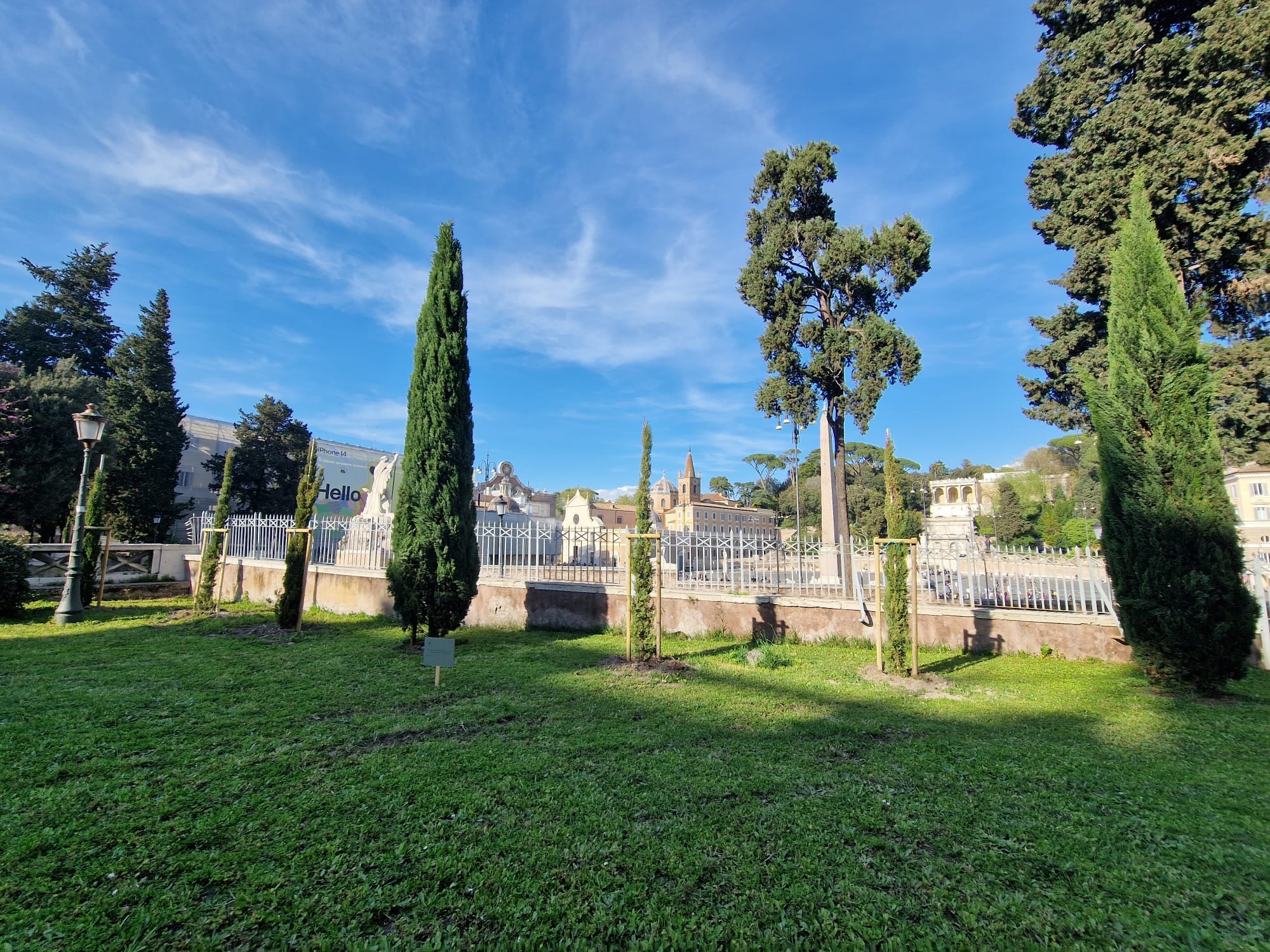 NUOVI CIPRESSI PER L’ESEDRA DI PIAZZA DEL POPOLO