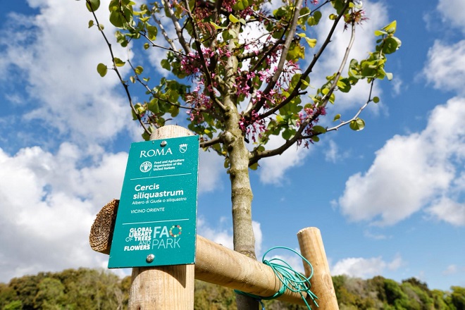 A VILLA PAMPHILJ INAUGURATO L’ARBORETO DIDATTICO “BIBLIOTECA MONDIALE DEGLI ALBERI E DEI FIORI”
