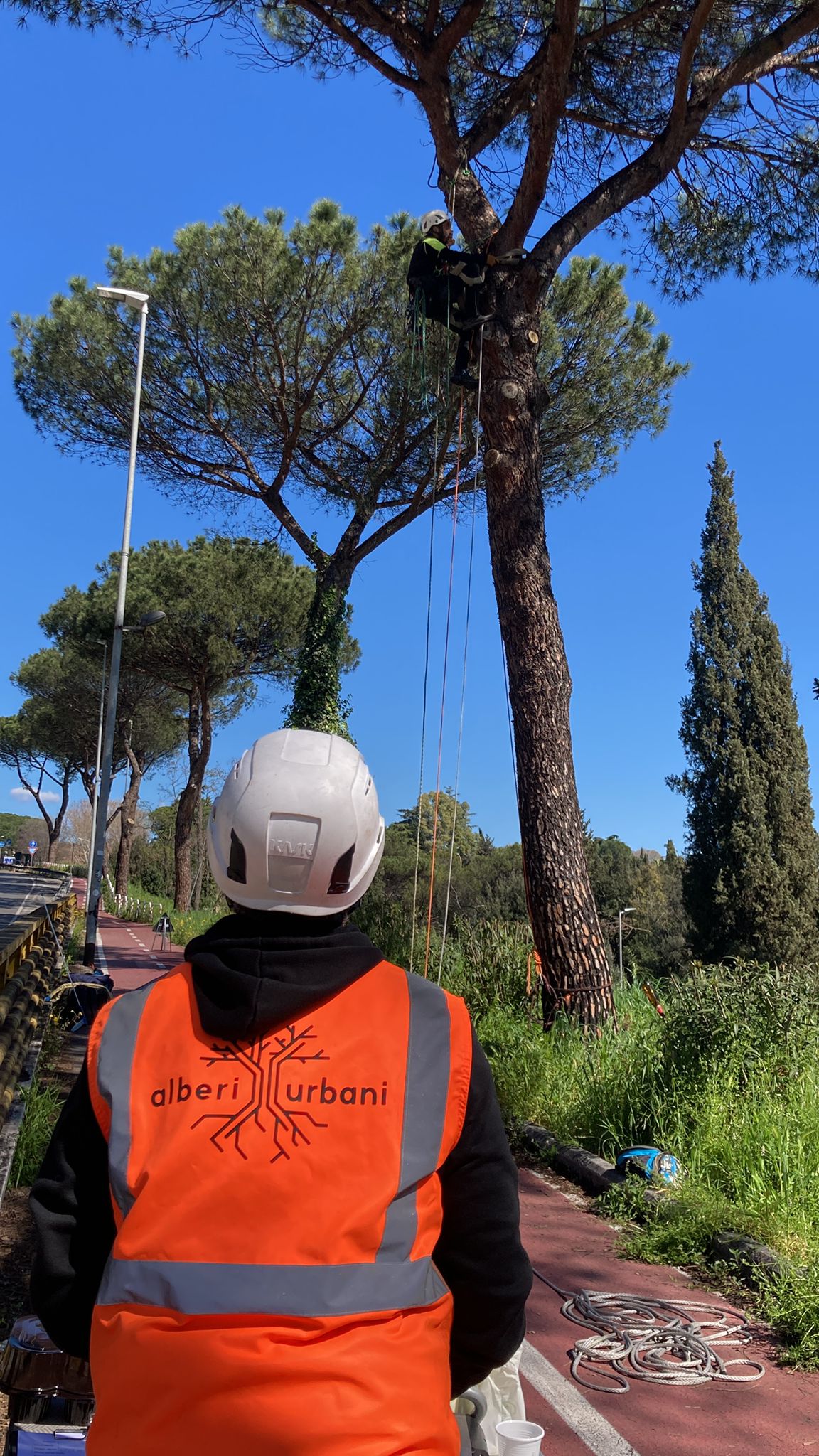 CONCLUSI GLI INTERVENTI SUI PINI DI VIA CRISTOFORO COLOMBO