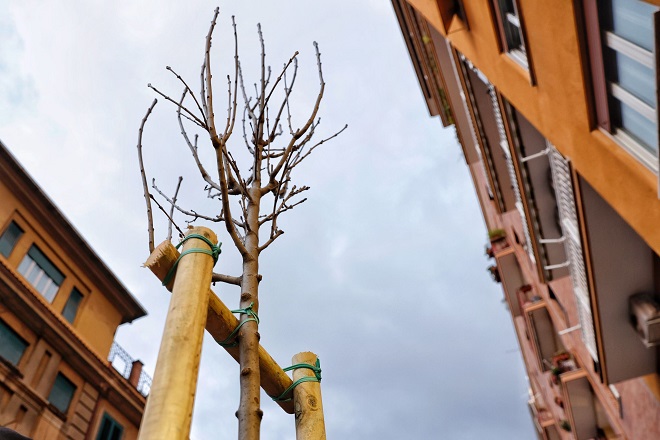 VIA UGO DE CAROLIS, RINNOVATA L’ALBERATA, CONTINUA IL LAVORO DI MESSA A DIMORA DI NUOVI ALBERI IN CITTÀ