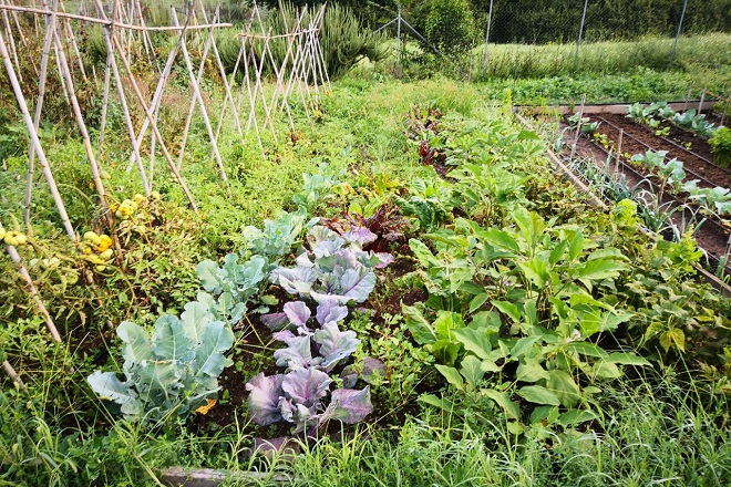 AGRICOLTURA: A ROMA NASCERA’ IL PIU’ GRANDE PARCO DI ORTI URBANI D’EUROPA