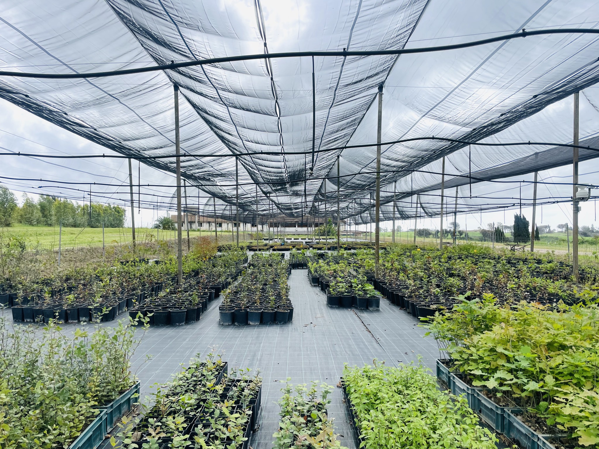 FORESTAZIONE: CON ATTIVAZIONE VIVAIO CREA PARCO DELLA CELLULOSA PRODUZIONE DI 100MILA PIANTE
