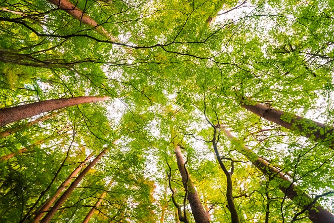 FORESTAZIONE PNRR, ALFONSI: OK DELLA GIUNTA A PIANO AREE 2023-24