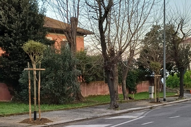 VERDE, ALFONSI: CONCLUSA RIQUALIFICAZIONE ARBOREA VIA NUOVA DELLE FORNACI
