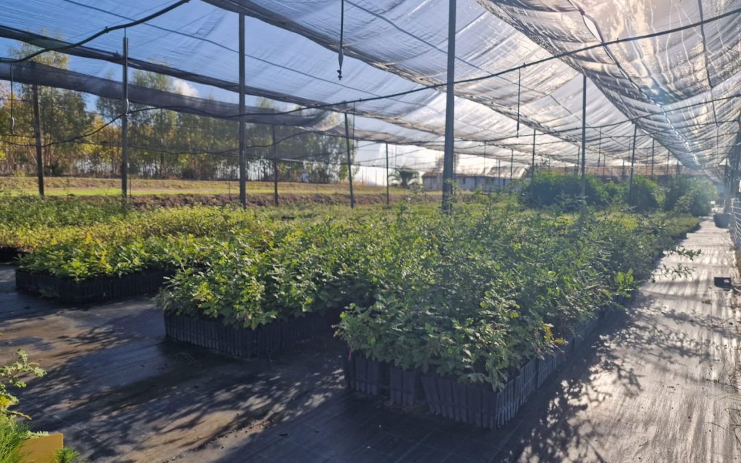CON IL CREA PER IL FUTURO DEL VERDE DI ROMA