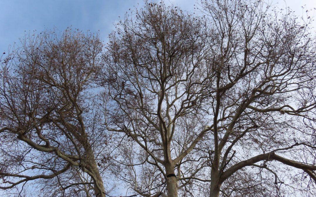 NUOVE TECNICHE PER LA SICUREZZA DEGLI ALBERI