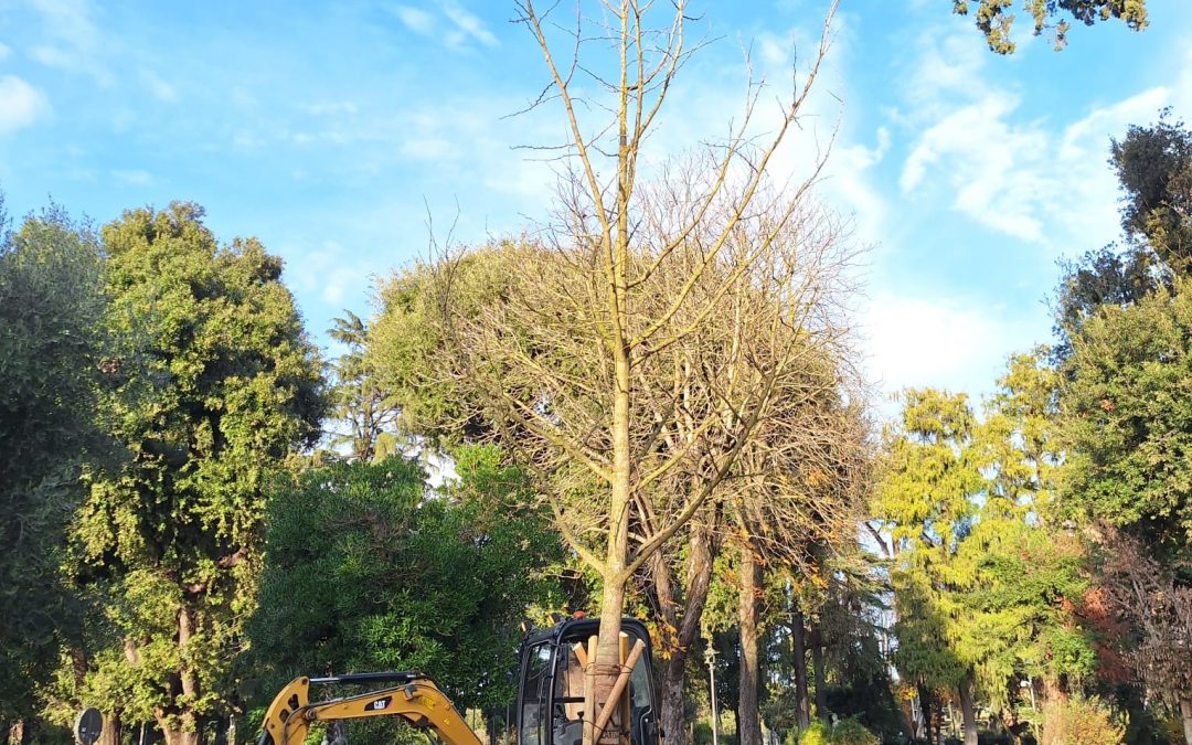 NUOVI GINKGO BILOBA A VILLA BORGHESE