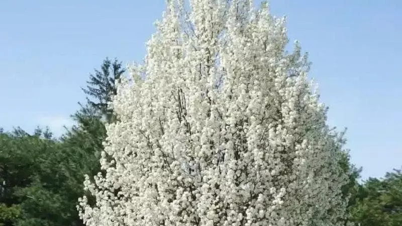 NUOVI ALBERI NELLE VIE DI PRATI