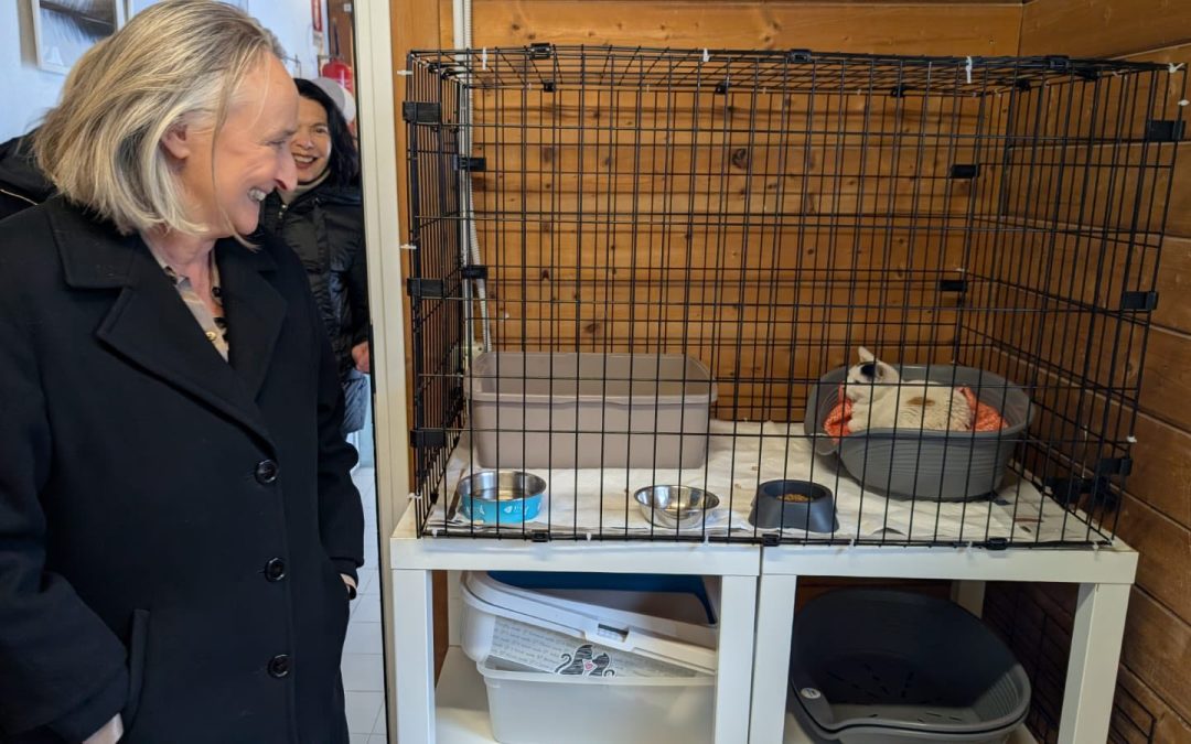 OASI FELINA A PORTA PORTESE