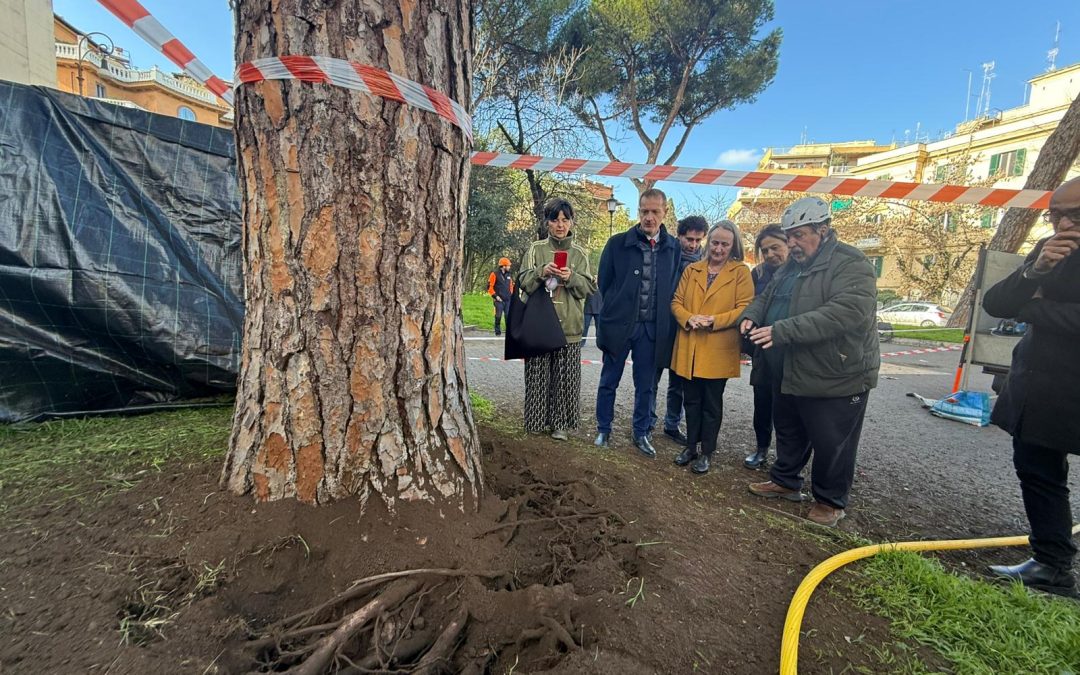 MESSI IN SICUREZZA I PINI DI CORSO TRIESTE