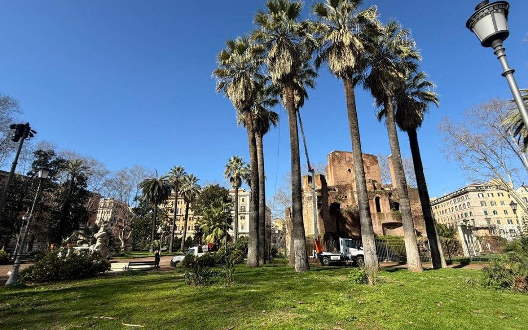 CURIAMO LE PALME STORICHE DI ROMA
