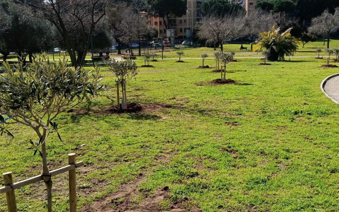 ULIVI AL PARCO DEI ROMANISTI
