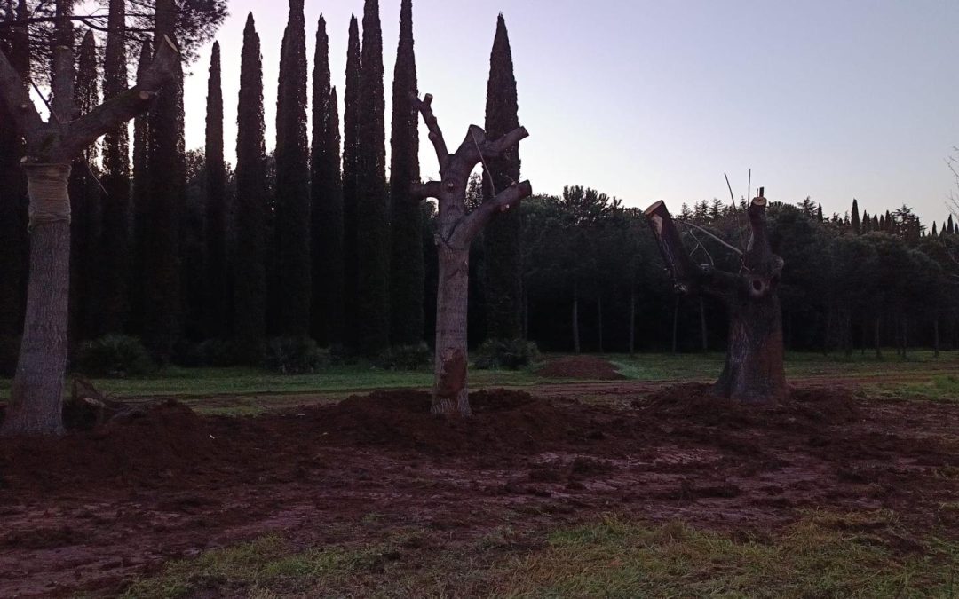 TRAPIANTI PER SALVARE GLI ALBERI